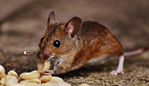 24 Hour & Emergency Exterminators in Mechanicsburg, OH